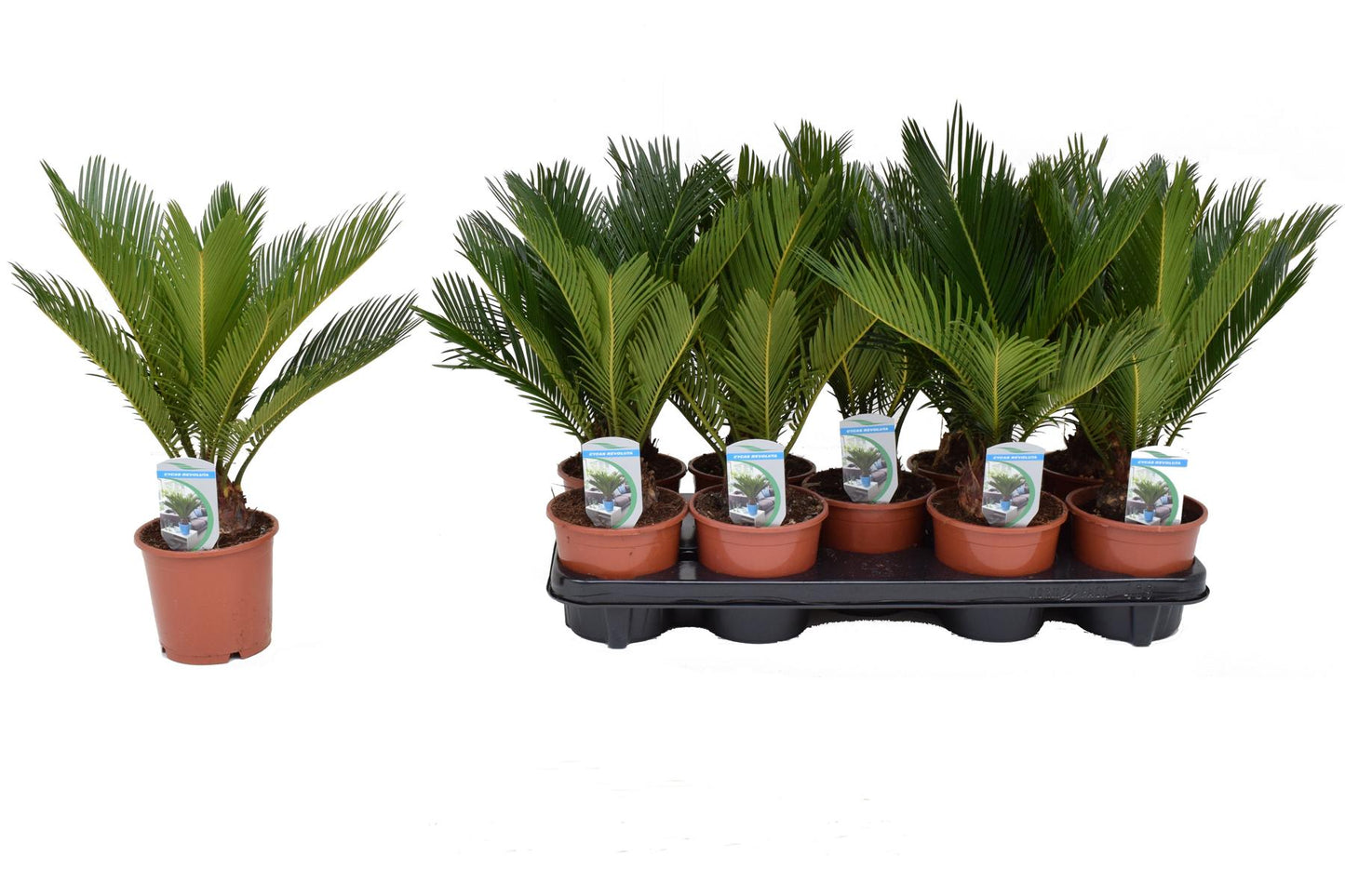 Cycas Revoluta Palmfarn Sagopalme Zimmerpflanze