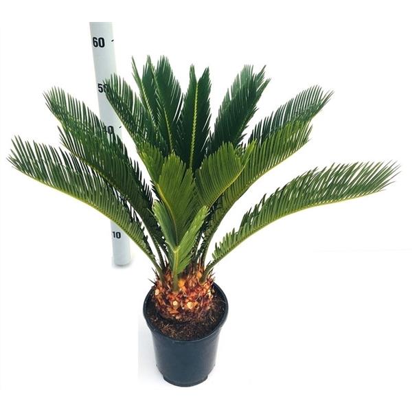 Cycas Revoluta Palmfarn Sagopalme Zimmerpflanze