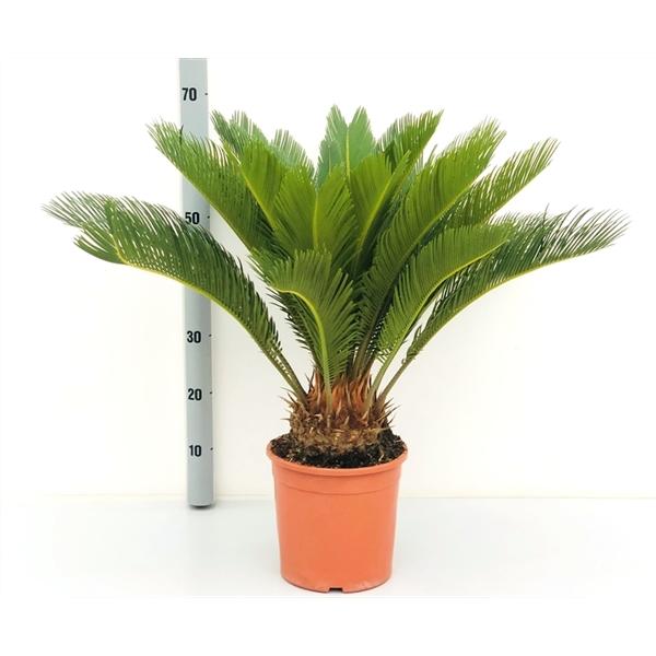 Cycas Revoluta Palmfarn Sagopalme Zimmerpflanze