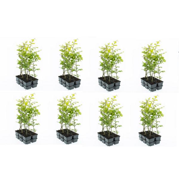 Rotbuche 40-60 cm - Fagus sylvatica - Laubbaum - Heckenpflanze - im Topf gewachsen