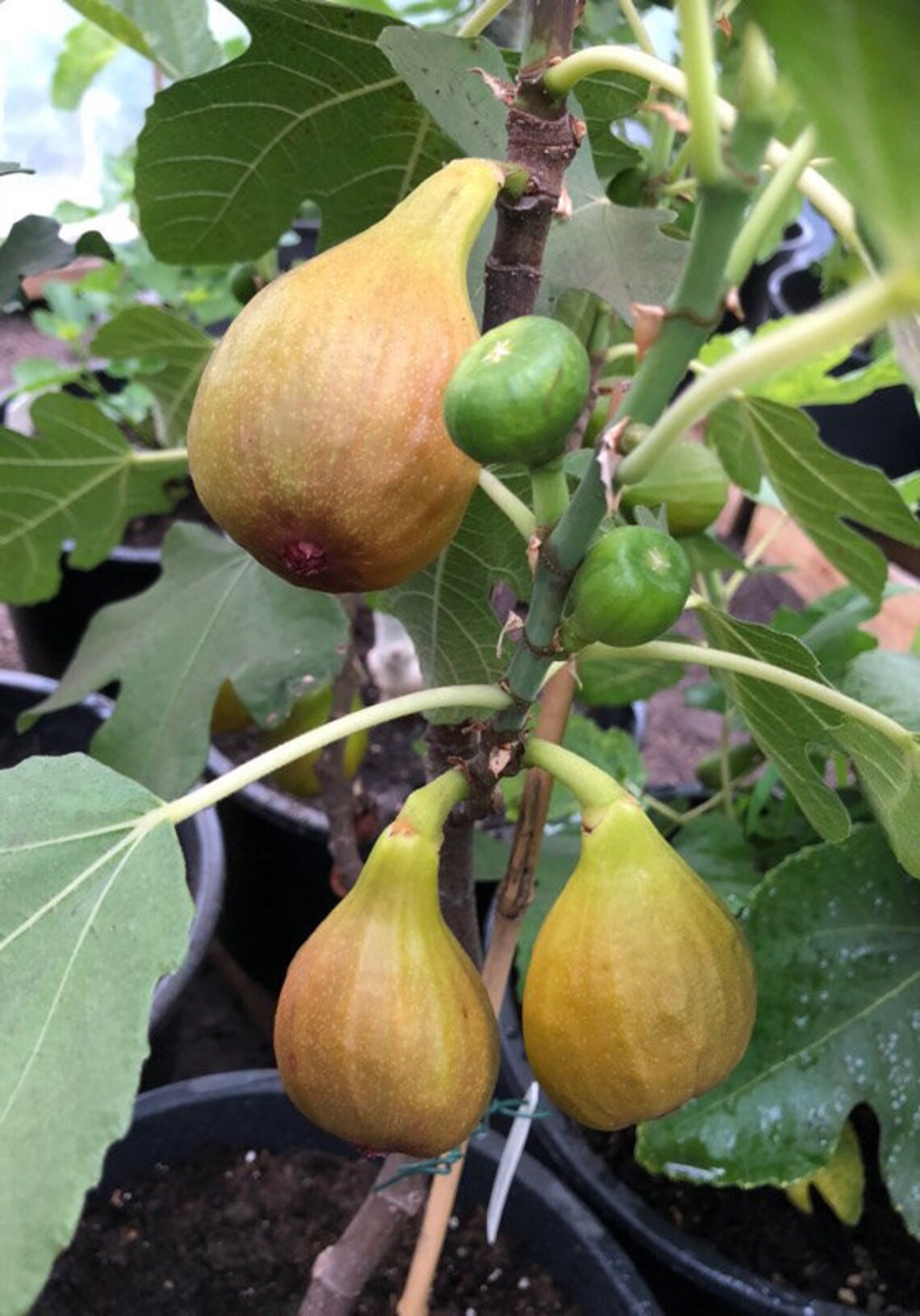 Ficus carica Bornholms Diamant - fíkovník - mrazuvzdorná rostlina - zahradní rostlina