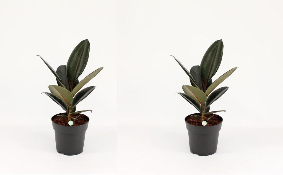 Gummibaum Ficus elastica Abidjan Zimmerpflanze Grünpflanze pflegeleicht