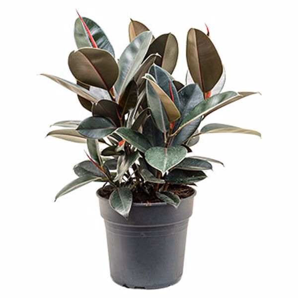 Gummibaum Ficus elastica Abidjan Zimmerpflanze Grünpflanze pflegeleicht