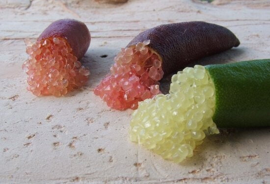 Australische Fingerlimette - Kaviar Limette - Caviar-Limette - Microcitrus austr