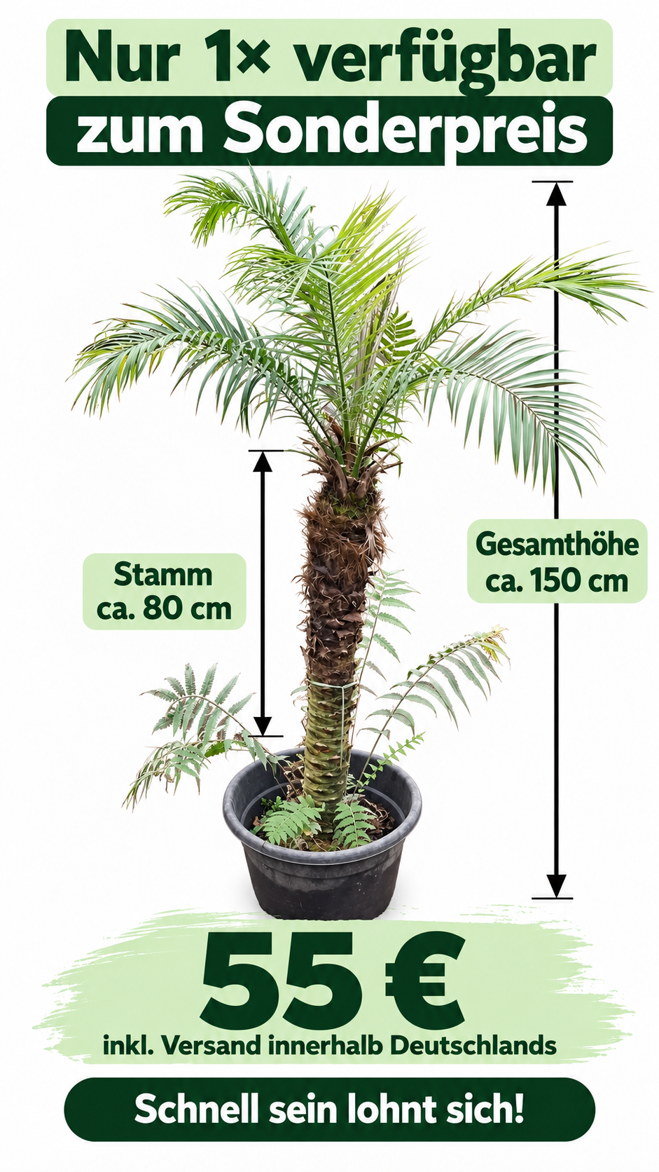Angebot Phoenix Roebelenii #2