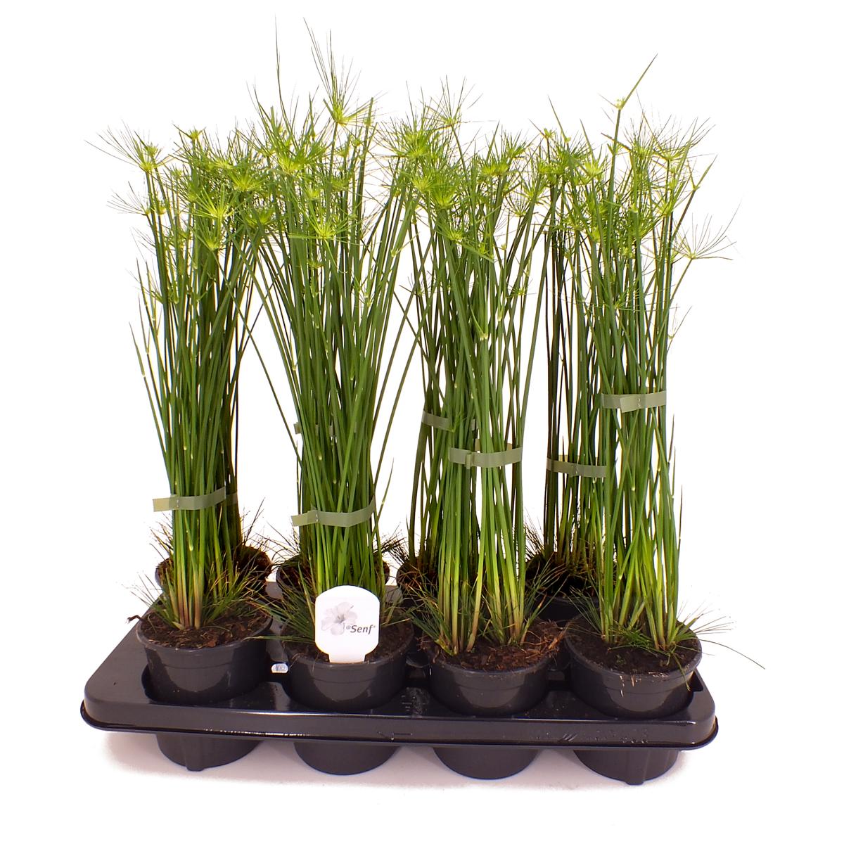 Cyperus - Zyperngras - Wasserpalme - Papyrusgras - Wasserpflanze - Sumpfpflanze