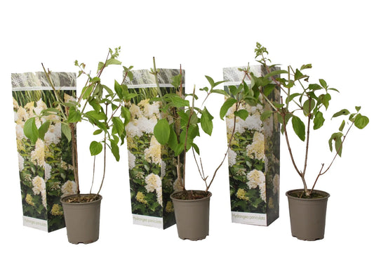 Hydrangea Paniculata 'Phantom' - Rispenhortensie - cremegelbe Rispenblüten