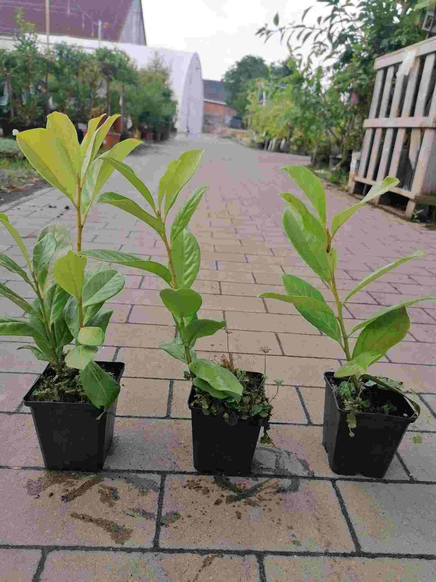 Kirschlorbeer 'Novita' - Prunus laurocerasus 'Novita'