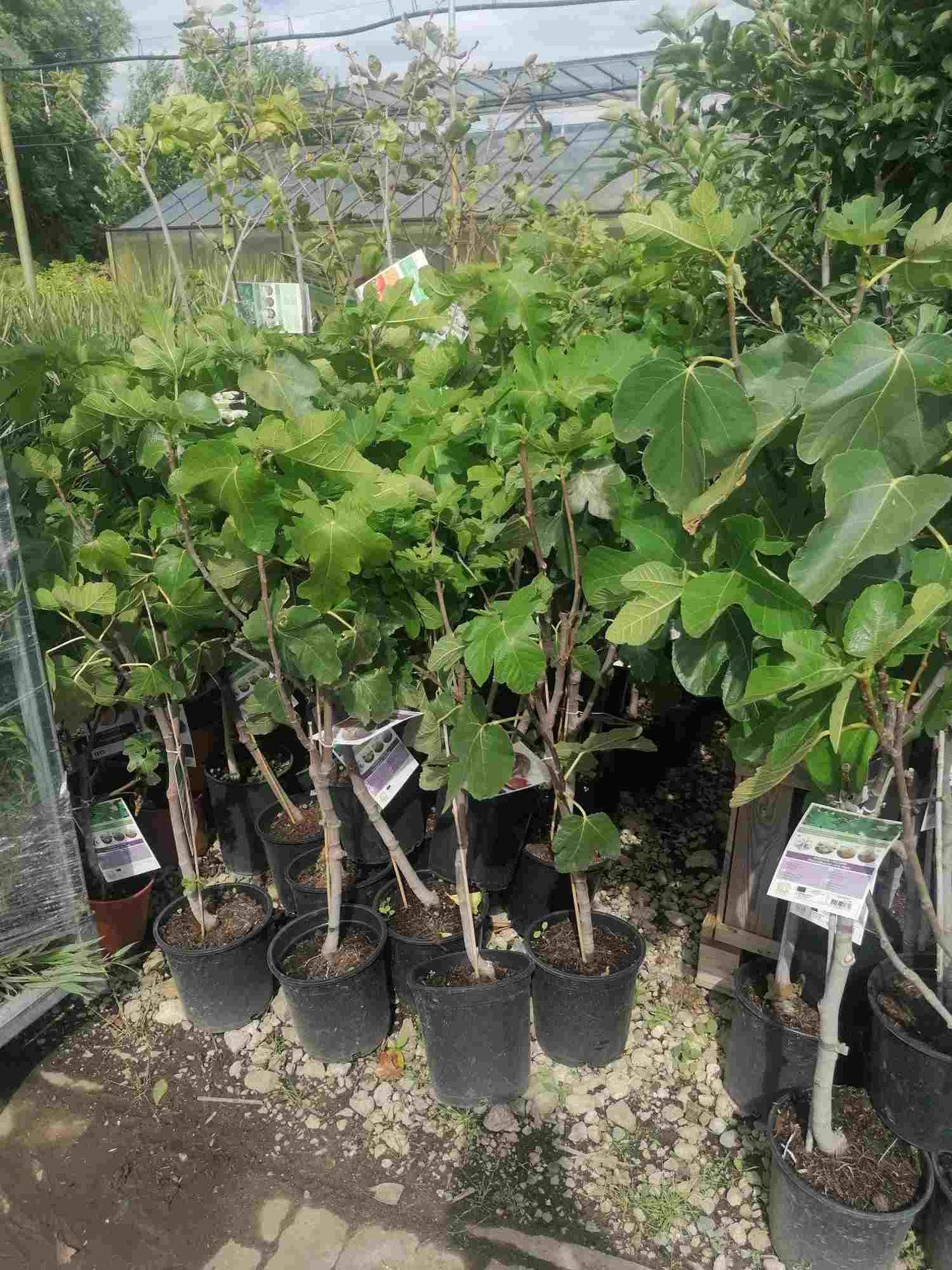 Feigenbaum- Ficus carica - Obstbaum - echte Feige - Winterhart