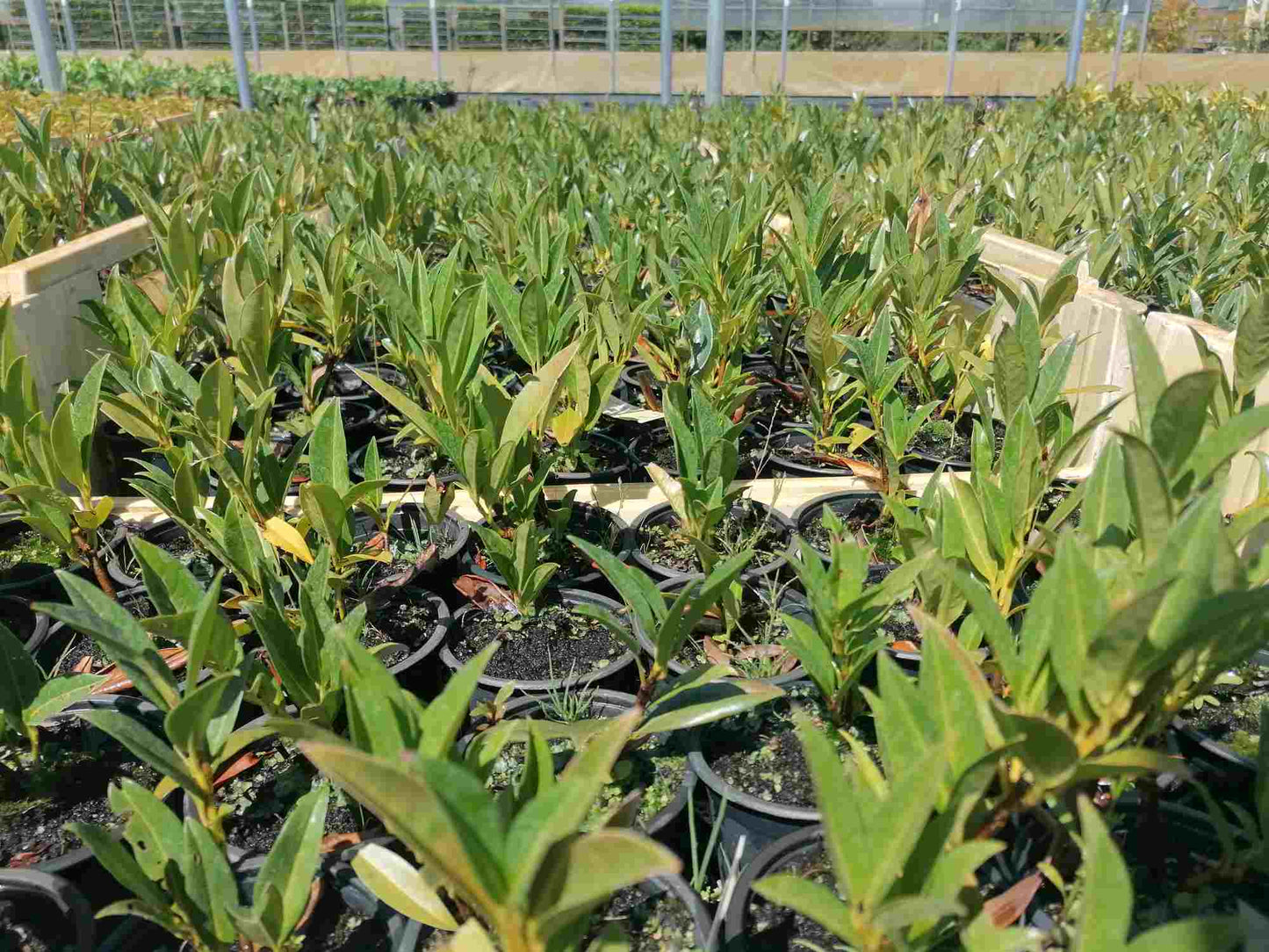 Prunus laurocerasus 'Otto Luyken' – Immergrüner Blickfang, 20-30 cm, für jeden Garten