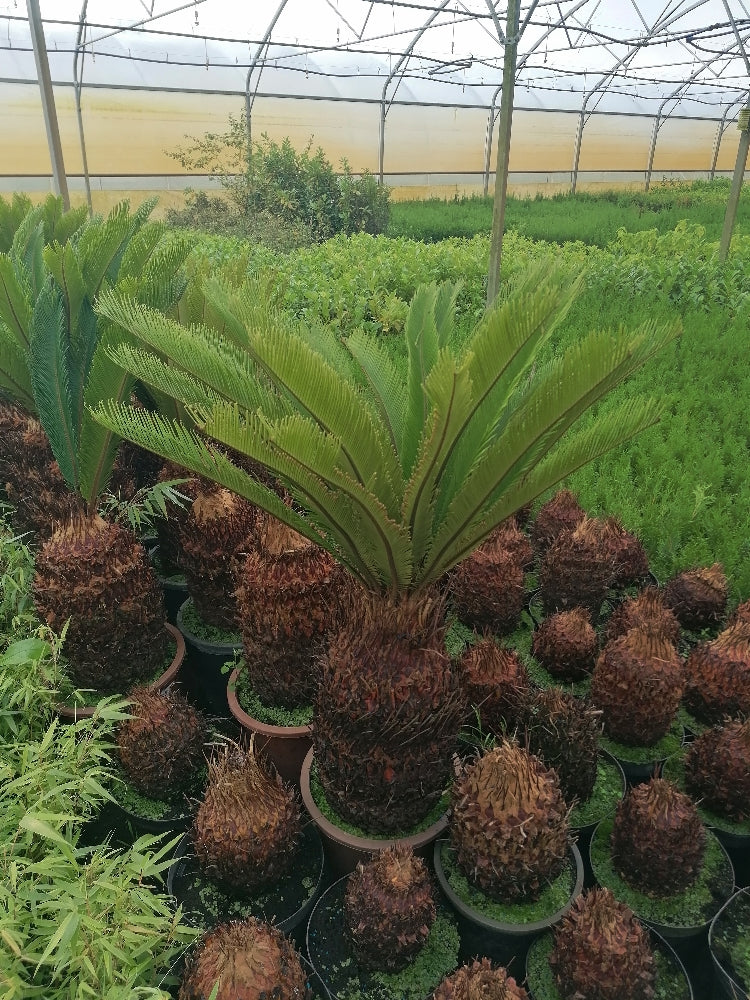 Cycas Revoluta Palmfarn Sagopalme Zimmerpflanze