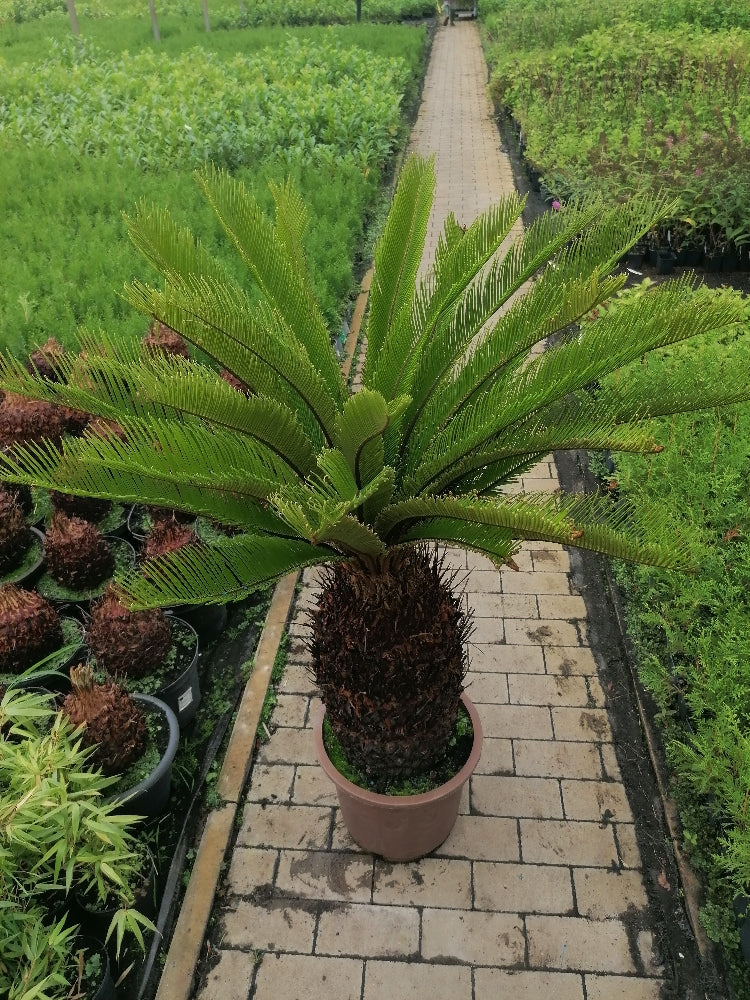 Cycas Revoluta Palmfarn Sagopalme Zimmerpflanze