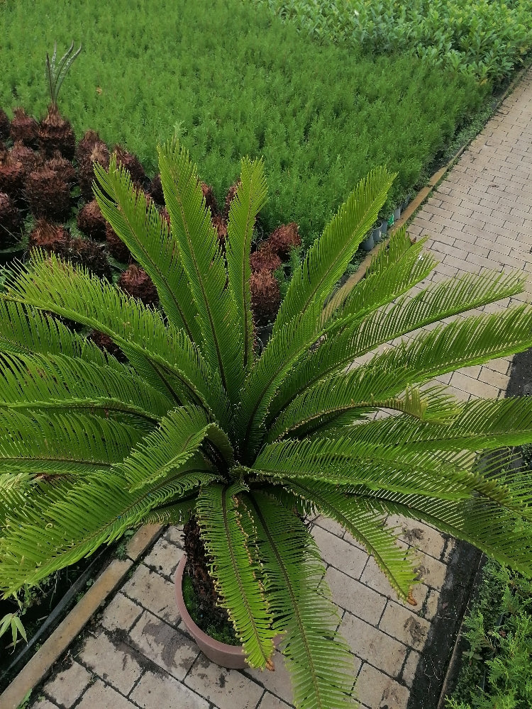 Cycas Revoluta Palmfarn Sagopalme Zimmerpflanze