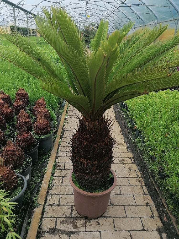 Cycas Revoluta Palmfarn Sagopalme Zimmerpflanze
