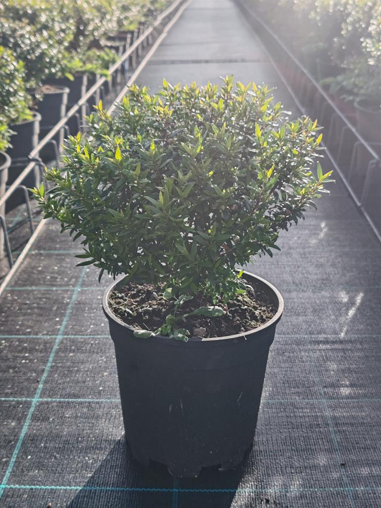 Myrtus Stämmchen Myrtus communis - Brautmyrte