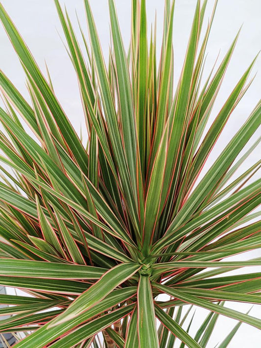 Dracaena bicolor – elegantní dračí strom se 3 kmeny (120-140 cm) | Pokojová rostlina pro zdravý vnitřní vzduch