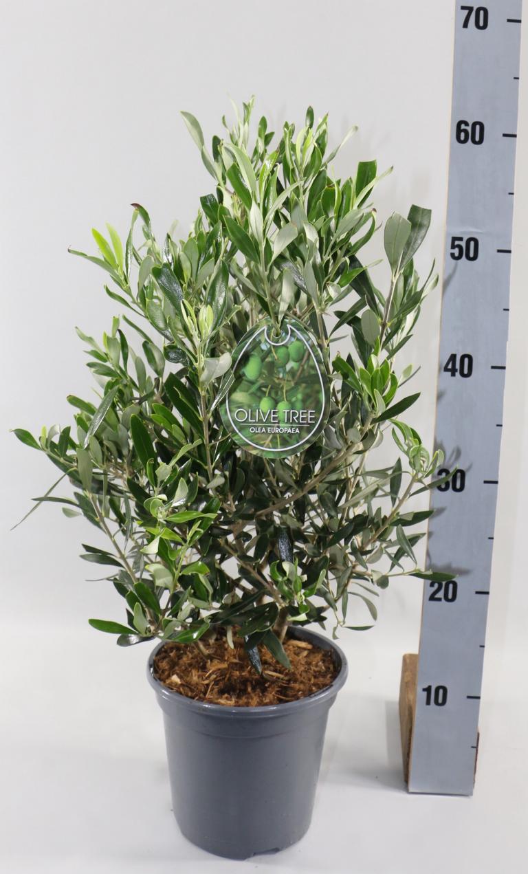 Olivenbaum - Olea Europea winterhart