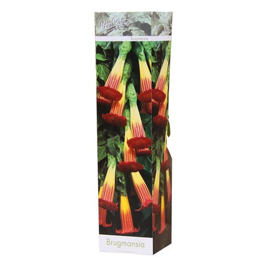 Engelstrompeten - Datura - Engelstrompete - verschiedene Fraben