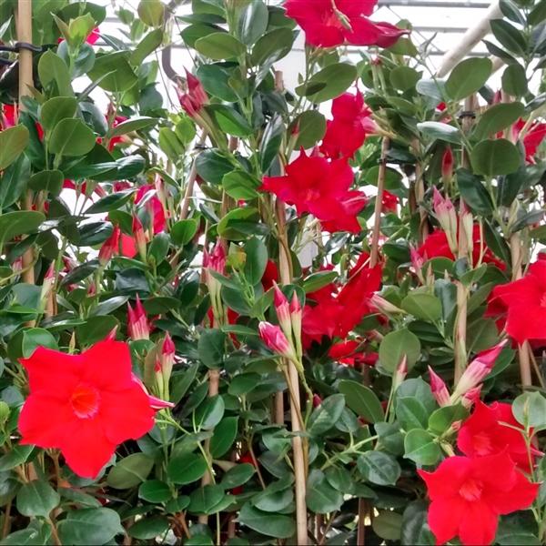 Mandevilla - Dipladenia - Exotická popínavá kráska na balkon nebo terasu