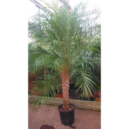 Zakrslá datlová palma Phoenix Roebelenii