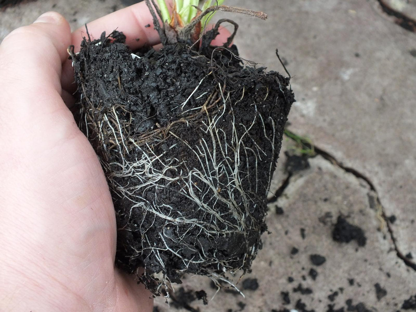 Feinschmecker-Erdbeere Senga-Sengana Topfgewachsen