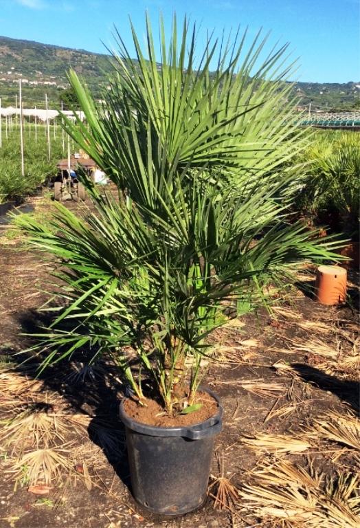 Winterharte Zwergpalme Chamaerops humilis