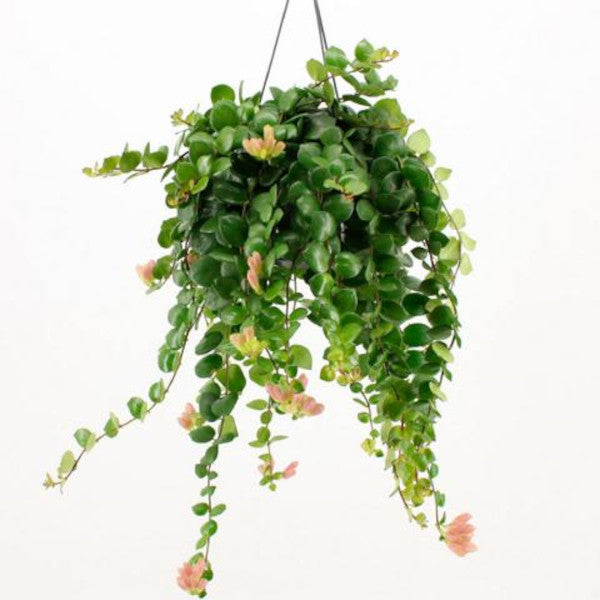 Aeschynanthus - květ rtěnky - pokojová rostlina