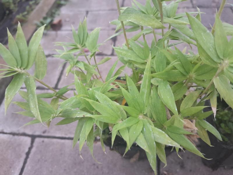 Pleioblastus Pygmaeus ca. 20 cm - Pflegeleichter Zwergbambus für Garten & Terrasse | Ideal als Bodendecker