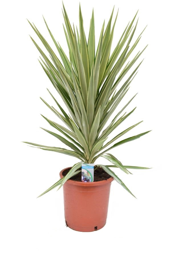 Obří juka - Yucca elephantipes Jewel - Pokojová rostlina