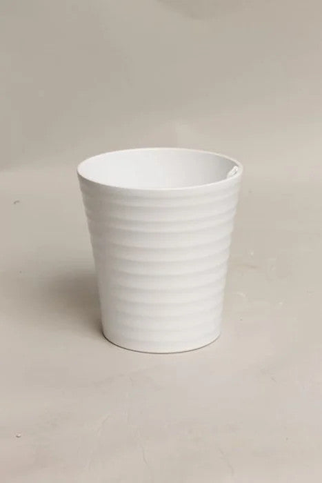 Phalaenopsis 50-60 cm 1 stonek - Orchideje - Květinová orchidej