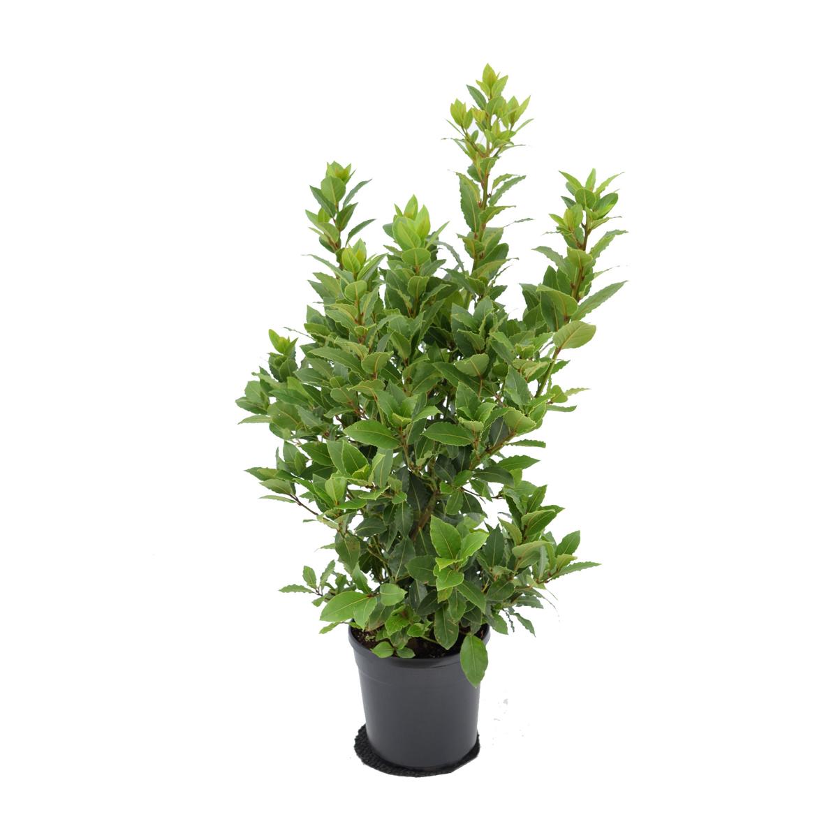 pravý bobkový list - Laurus nobilis