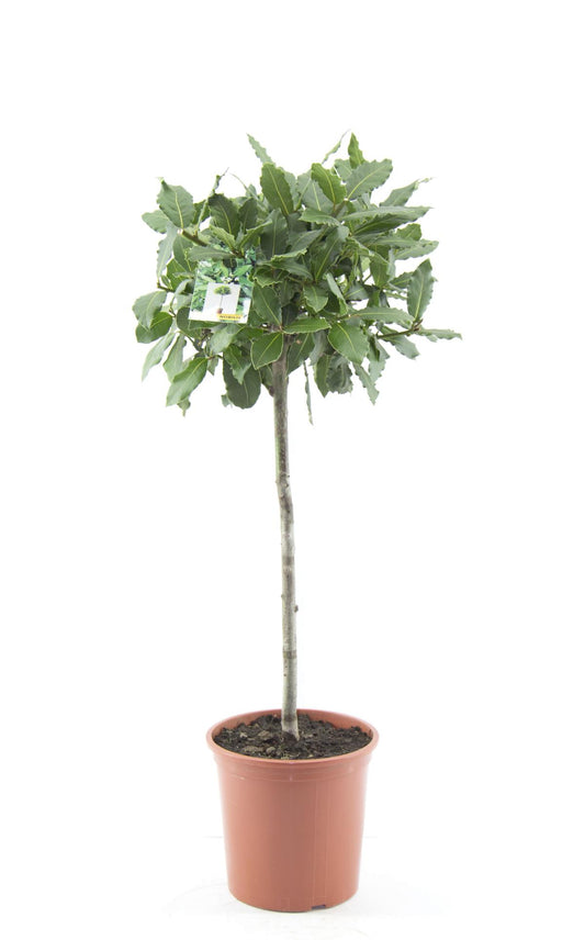 pravý bobkový list - Laurus nobilis