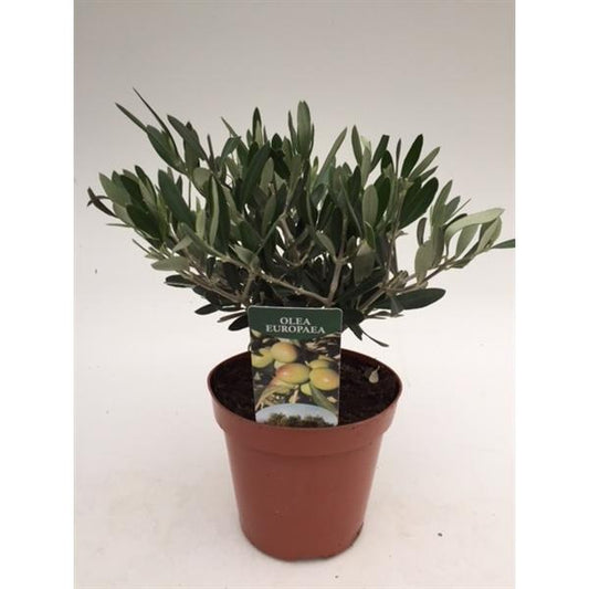 Olivenbaum - Olea Europea winterhart