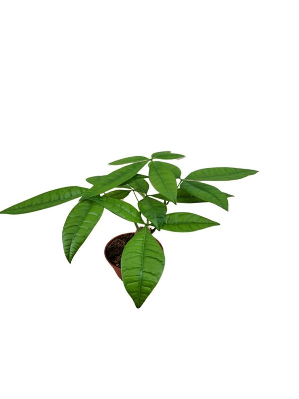 Pachira Aquatica - Peníze strom cca. 30 cm vysoká, pro zelený domov