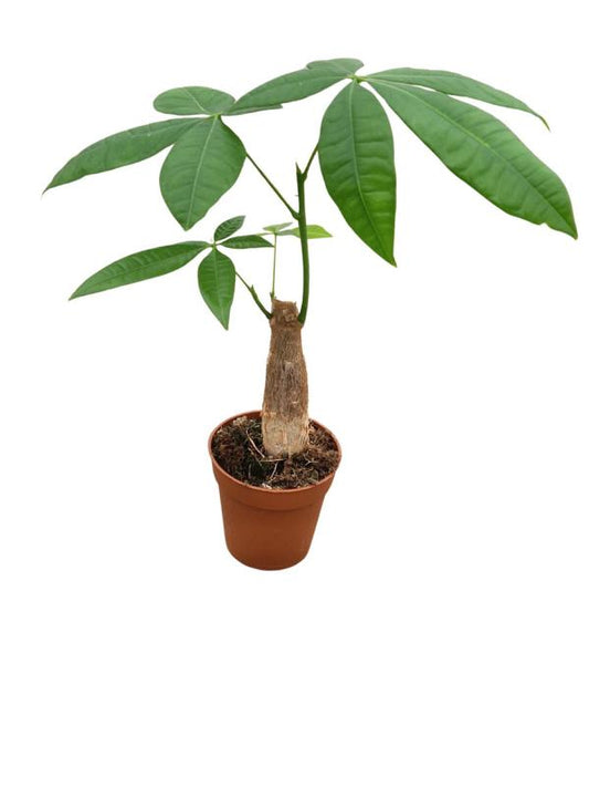 Pachira Aquatica - Peníze strom cca. 30 cm vysoká, pro zelený domov