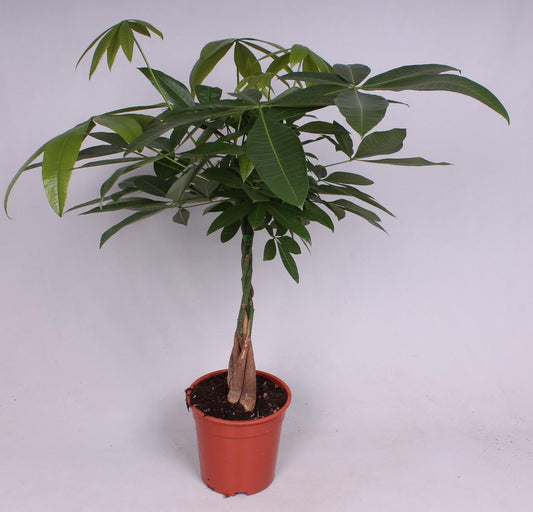 Pachira aquatica - pokojová rostlina Peněžní strom