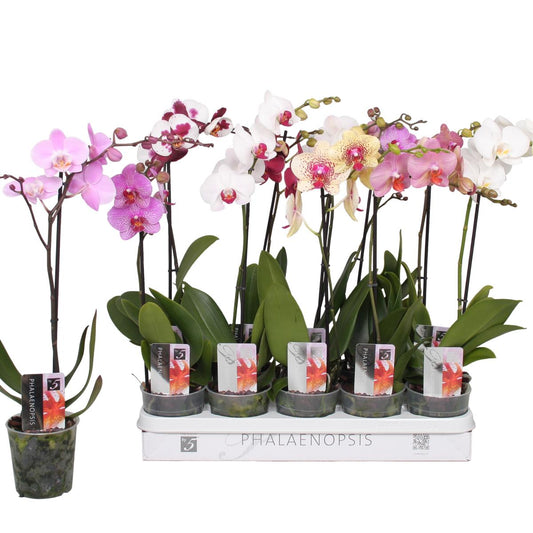 Phalaenopsis 50-60 cm 1 stonek - Orchideje - Květinová orchidej