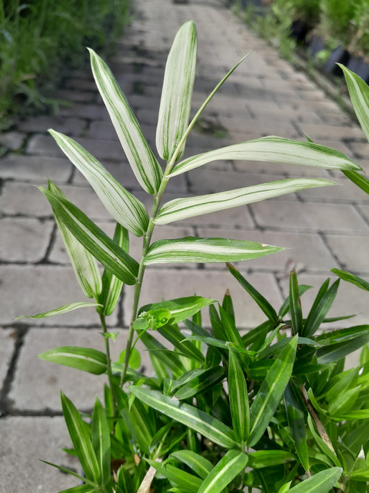 Pleioblastus chino 'Tsuboi' P9 30-40 cm Zwergbambus - Blatt grün und creme gestreift