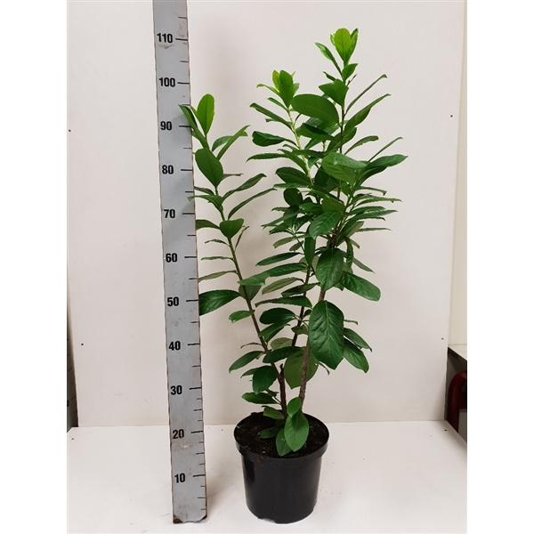 Kirschlorbeer 'Novita' - Prunus laurocerasus 'Novita'
