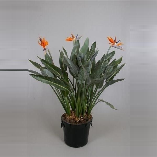 Strelitzia reginae Paradiesvogelblume - Königs-Strelitzie