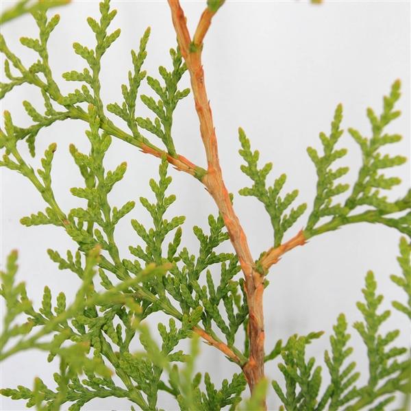 Lebensbaum Brabant 40-60 cm - Thuja occidentalis Brabant - Heckenpflanze - Koniferen
