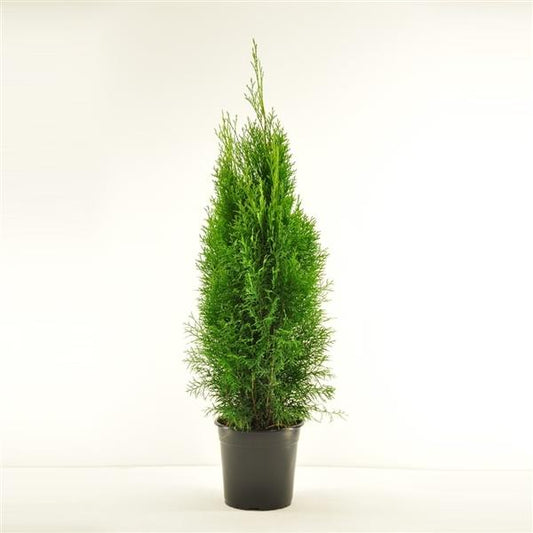 Thuja occidentalis Smaragd - EMERALD ARBORIS