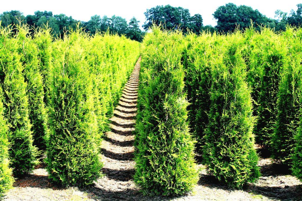 Thuja occidentalis Smaragd - SMARAGD LEBENSBAUM