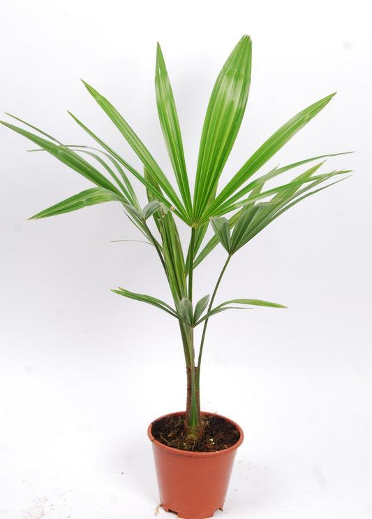 Chinesische Hanfpalme Trachycarpus fortunei