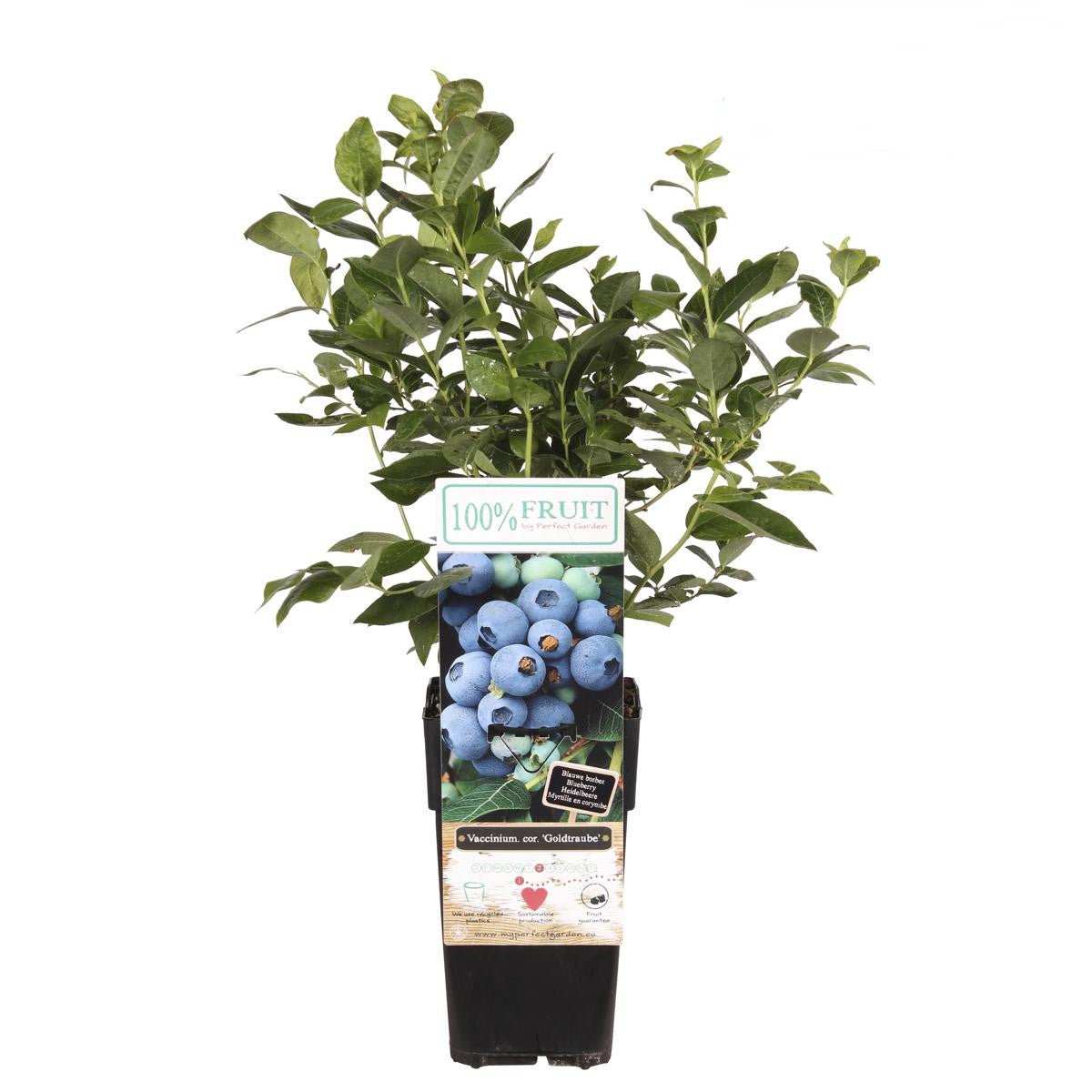 Heidelbeere - Vaccinium corymbosum 'Goldtraube 71'