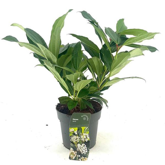 Kalina Davidova 30-40 cm P9 - Odolný, stálezelený okrasný keř do zahrady a na terasu