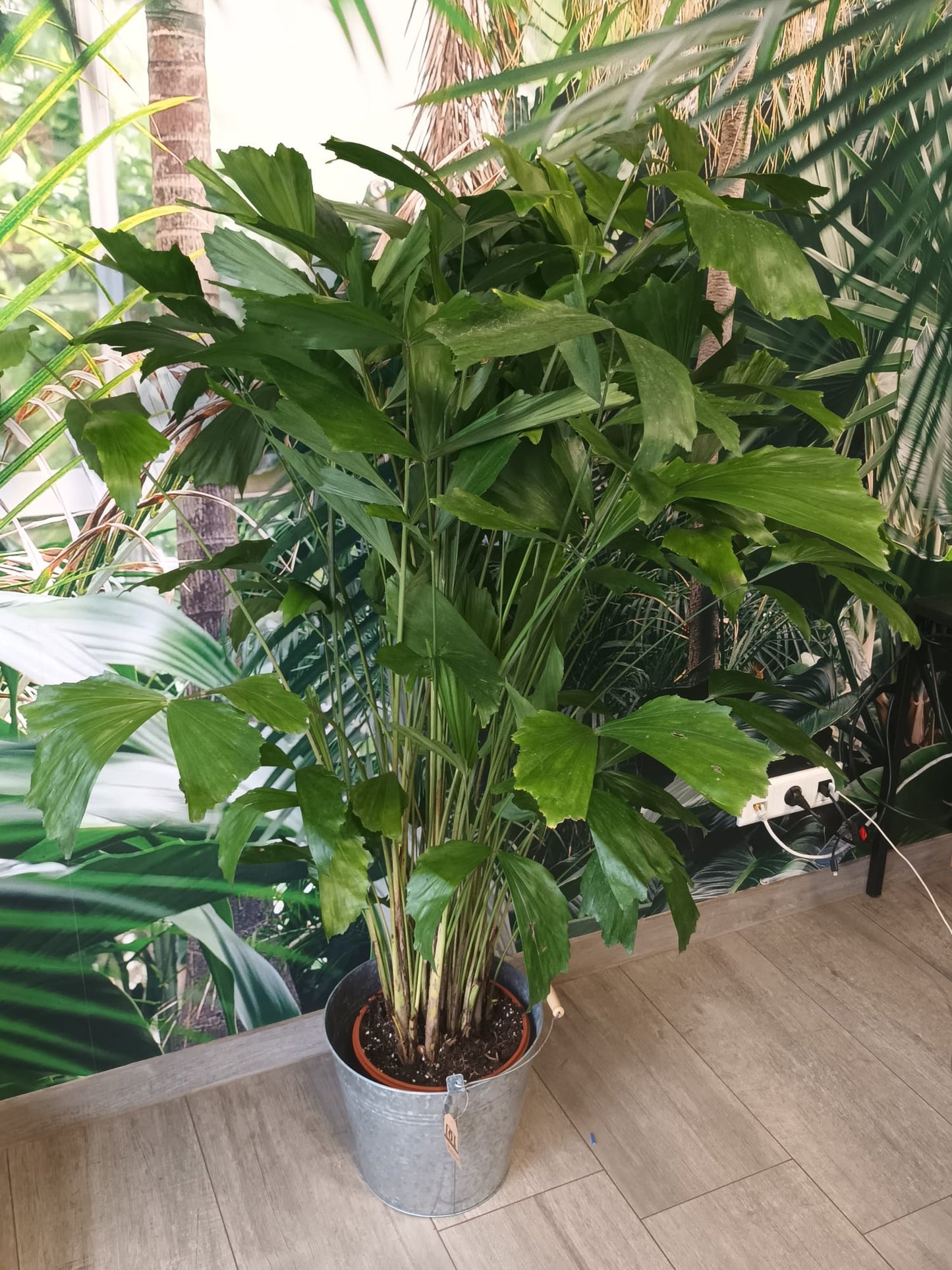 Rybí ocas - Caryota mitis - Hořící palmy - Pokojová rostlina