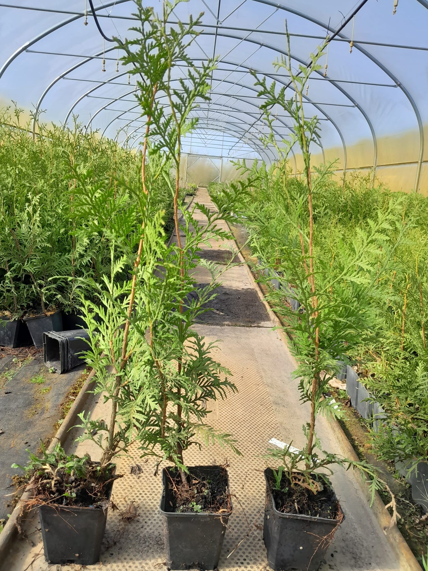 Brabant Arborvitae 60-80 cm - Thuja occidentalis Brabant - Živý plot - Jehličnany