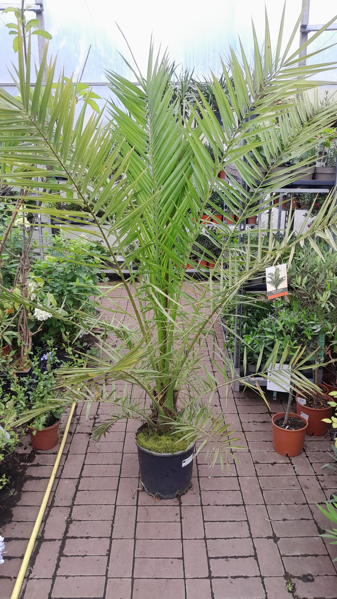 Kanarische Dattelpalme 120-150 cm - Phoenix canariensis - Phönixpalme