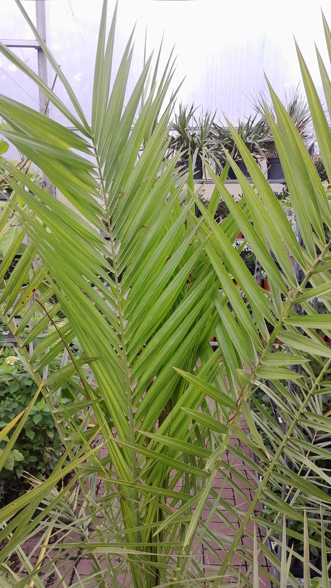 Kanarische Dattelpalme 120-150 cm - Phoenix canariensis - Phönixpalme